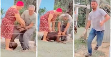 Man Runs Away With Speed After Giving Giant Dog an Injection, Video Emerges